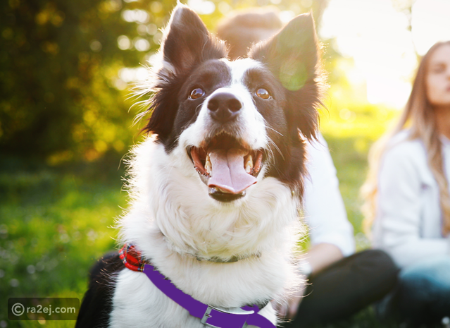 10 Most Loyal Dog Breeds That Never Leave Your Side